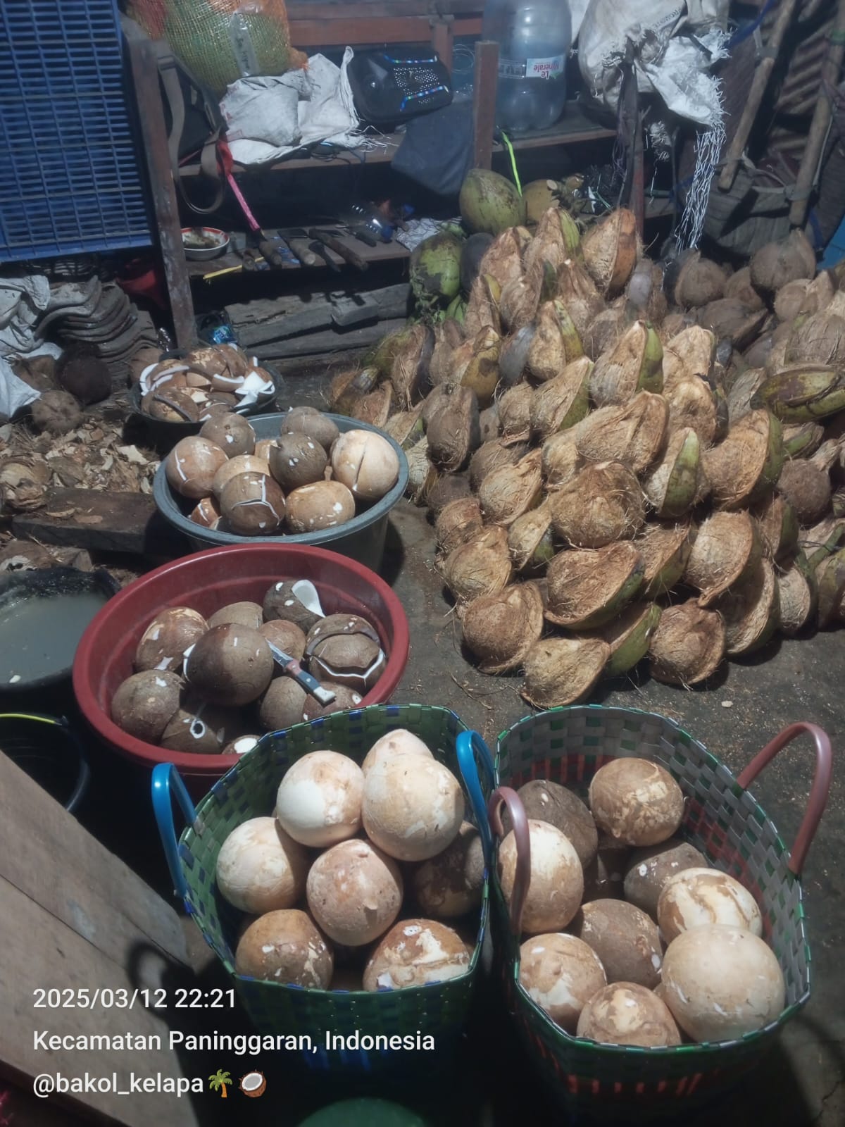 Indonesian coconut plantation and processing facility for premium coconut export