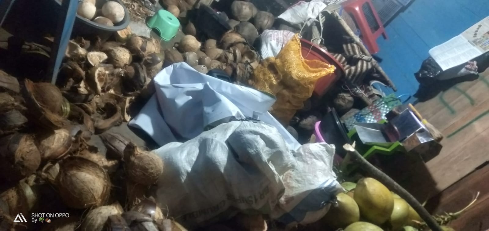 High-quality mature coconut showing brown husk and fresh white meat - export grade