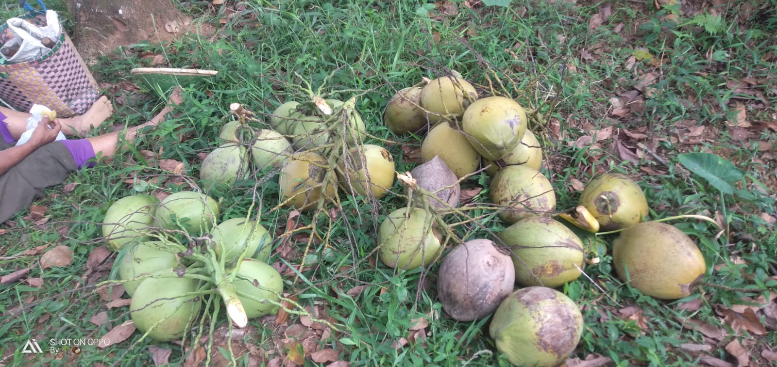 High-quality mature coconut showing brown husk and fresh white meat - export grade